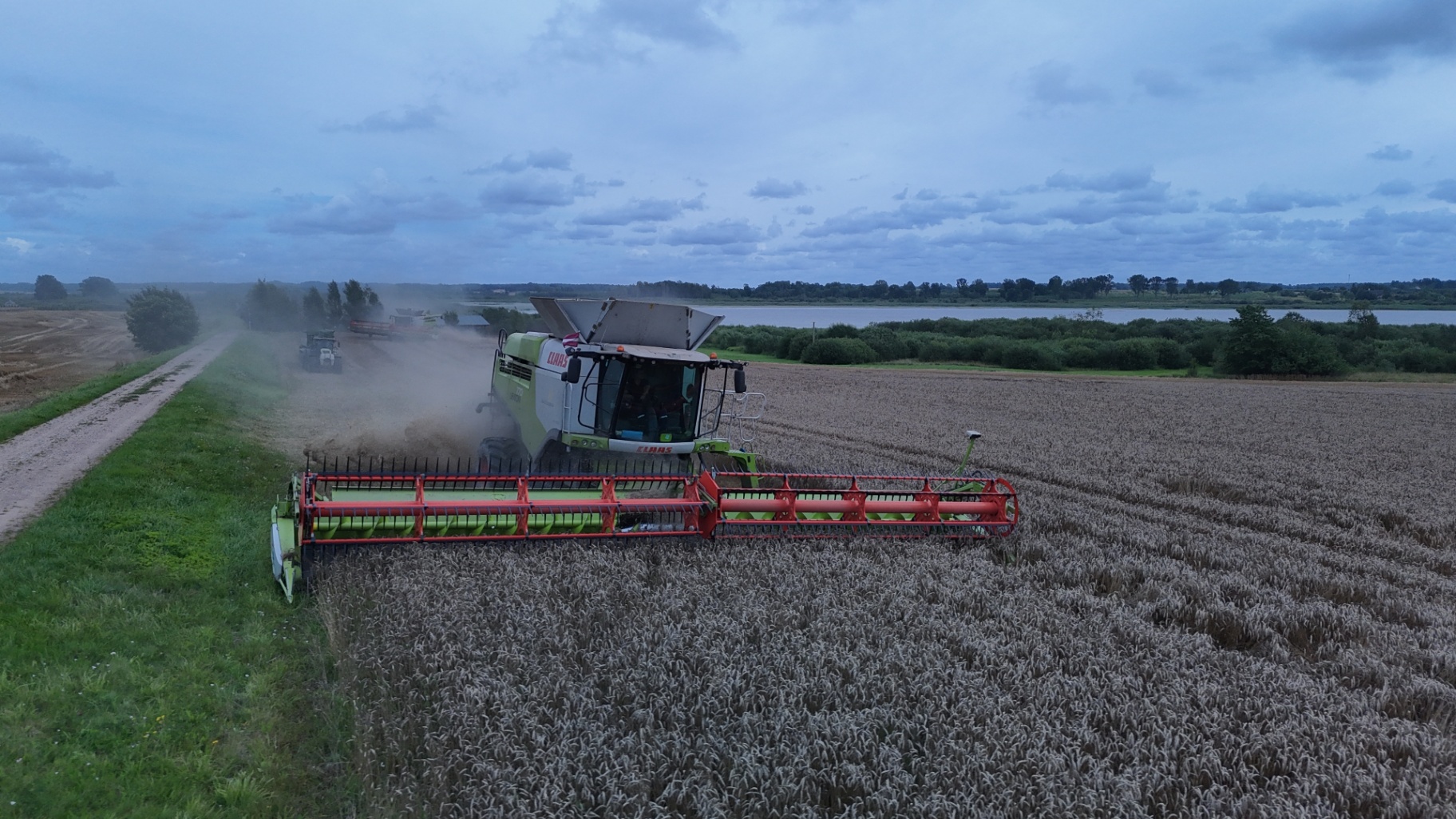 Claas Lexion kombains kviešu laukā