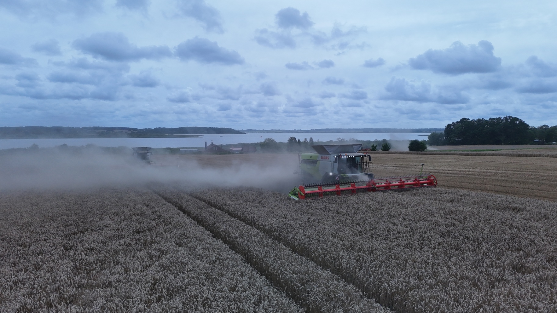 Claas Lexion ar griezējdaļu kviešos